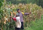 Lahan Kosong Jadi Produktif, Bhabinkamtibmas Dukung Program Ketahanan Pangan Nasional